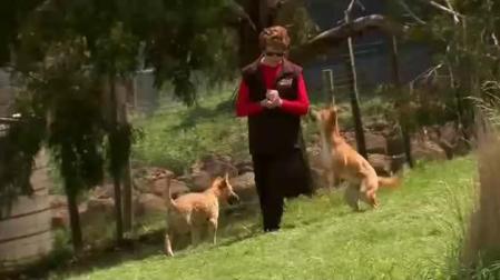 Este perro es un lobo