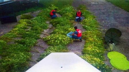 Detenida una pareja en Lesaka con 120 plantas de marihuana en un caserío