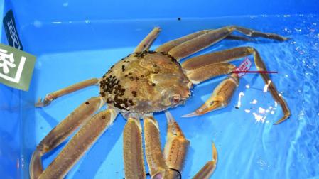 Subastan un cangrejo de las nieves de Japón por un precio récord de 41.600 euros