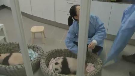 El zoo de Bélgica presenta a dos crías de panda