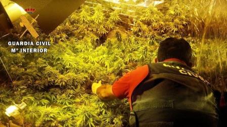 Localizado un cultivo con 253 plantas de marihuana en una vivienda de Almería