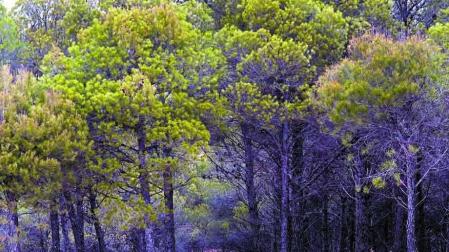 La tala de 75 ha de pinar en Lerín despierta críticas entre los vecinos