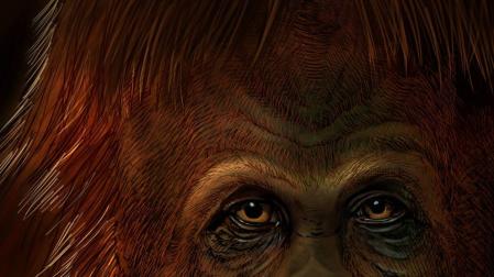 Descubren que el 'Gigantopithecus' era pariente lejano del orangután