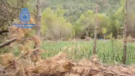 Desmantelada una organización criminal que cultivaba marihuana entre pinares de Aragón