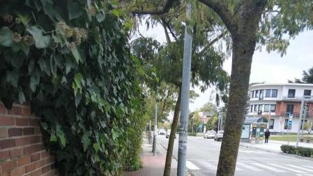 Quejas ciudadanas: hiedras que invaden la acera y coches en doble fila