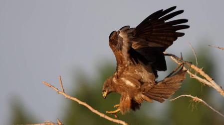 Montaña y Ribera suman once puntos de observación de aves