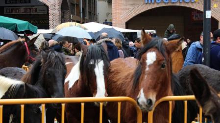 Repuntan las ventas de ganado y se quedan en su mayor parte en Navarra
