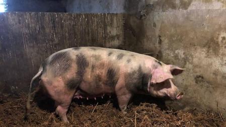 La cerda 'Ximona' se pone a dieta