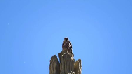Así controla un halcón la población de palomas desde la catedral de Pamplona