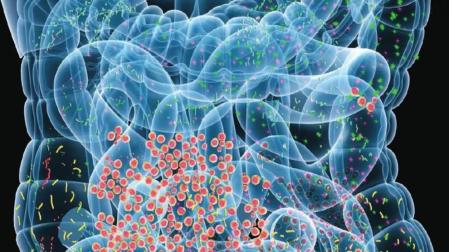 Bacterias en el intestino