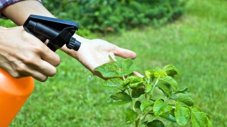 Los plaguicidas más comunes son tóxicos para los pájaros