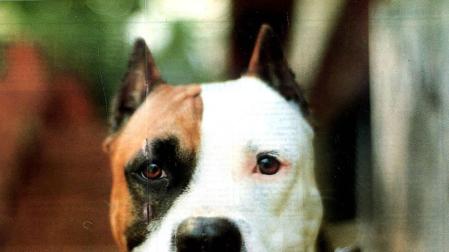 Un perro mata a otro y hiere a tres personas en Ibiza