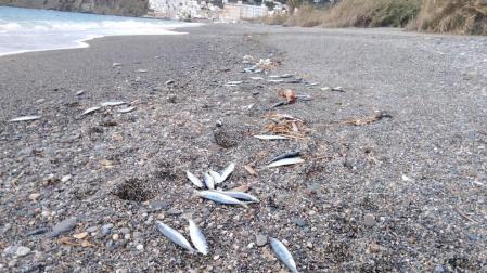 Peces muertos en la playa de El Peñón, de Salobreña (Granada).