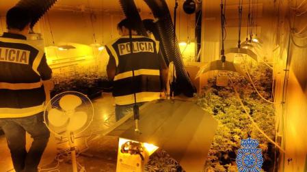 Los agentes, en el interior de la nave con la plantación de marihuana.