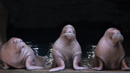 Las tres morsas del Oceanogràfic de Valencia viajan a Hamburgo y Bélgica