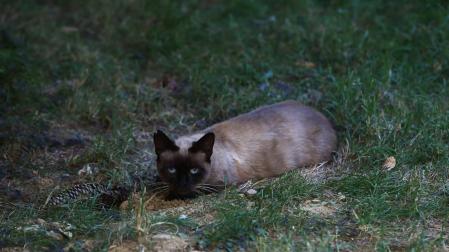 La multa de la colonia felina de la Txantrea