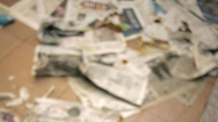 Cachorros en la Protectora de Animales de Navarra.