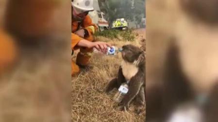 El momento en el que un bombero le ofrece agua a un koala se hace viral