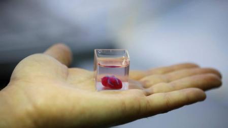 El corazón con tejido humano creado por una impresora 3D en la Universidad de Tel Aviv en Israel es del tamaño de una cereza.