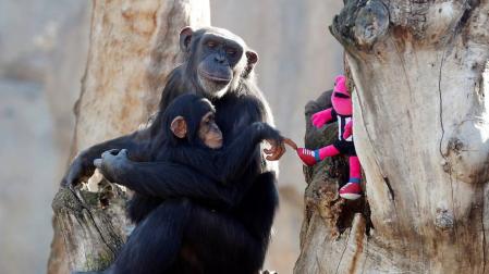 Los chimpancés aprenden el uso de herramientas y comparten sus conocimientos