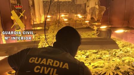 Localizado un cultivo de 114 plantas de marihuana en una vivienda ocupada de Roquetas