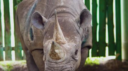 La rinoceronte "más longeva del mundo" muere a los 57 años en Tanzania