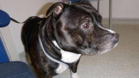 Un perro abandonado conmueve Inglaterra