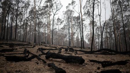 Troncos de árboles quemados en un incendio de Australia.
