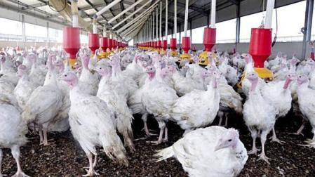 Sacrificarán 53.000 pavos en Hungría en el primer brote de gripe H5N8 desde 2017