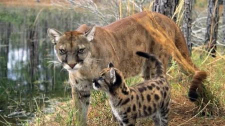 Actualmente quedan solo entre 120 y 230 ejemplares de pantera de Florida