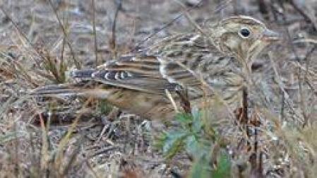El escribano de Smith (Calcarius pictus)