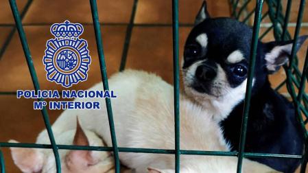 Detenidos dos veterinarios en Madrid y rescatados 270 chihuahuas mutilados