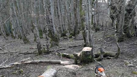 Denunciado al ser sorprendido talando hayas en el parque natural de Bértiz