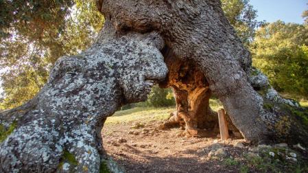 El Encino de las Tres Patas, una milenaria encina de Mendaza votada como Árbol Español de 2020, puede convertirse en el 'Árbol Europeo del Año' en una competición en la que se enfrenta a 17 ejemplares de otros tantos países europeos.