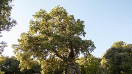 El Encino de las Tres Patas, una milenaria encina de Mendaza votada como Árbol Español de 2020, puede convertirse en el 'Árbol Europeo del Año' en una competición en la que se enfrenta a 17 ejemplares de otros tantos países europeos.