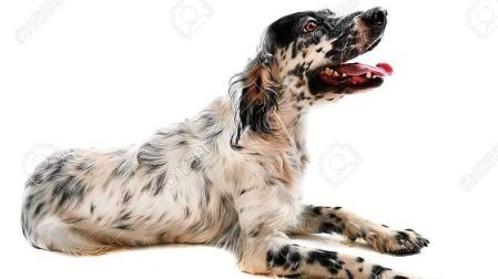 Un setter, un perro de la misma raza que la protagonista de esta historia.