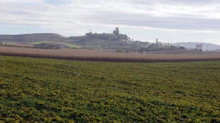 Campos de remolacha en Artajona