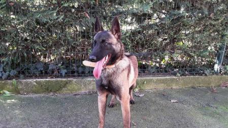 Bomberos de Cataluña adoptan un perro del Centro de Atención de Animales