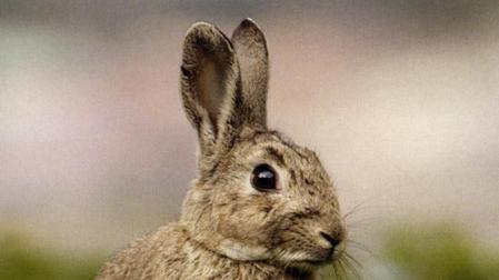 Una ONG denuncia a 74 empresas cun&iacute;colas por maltrato animal