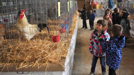El certamen avícola de ferias reúne en Tafalla a 483 animales