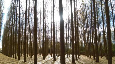 La CHE busca impulsar el chopo y baja el canon de 1.800 a 360 €/ha