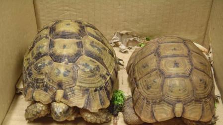 Dos ejemplares de tortuga mora.