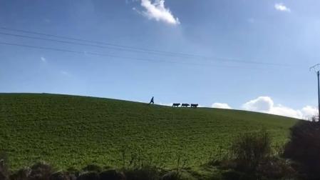 Se escapan tres vacas del matadero de Salinas