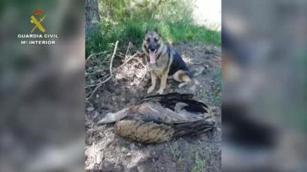 Localizan 120 animales muertos en fincas y explotaciones ganaderas por el uso ilegal de cebos envenenados
