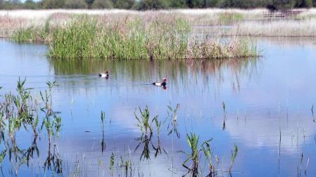 El Patronato de Las Tablas de Daimiel lanza un 'SOS' ante la situación del parque