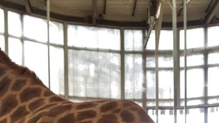 Nace en el Zoo de Barcelona una cría de jirafa, una especie amenazada