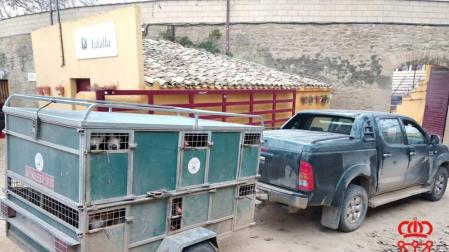 Denunciado en Olite un cazador con 23 perros en un remolque, 13 sin regularizar