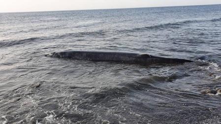 Una ballena aparece varada en la costa de Tuineje (Fuerteventura)
