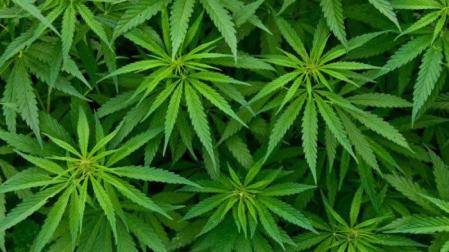 La industria aumenta su interés por el cultivo y tratamiento del cannabis medicinal
