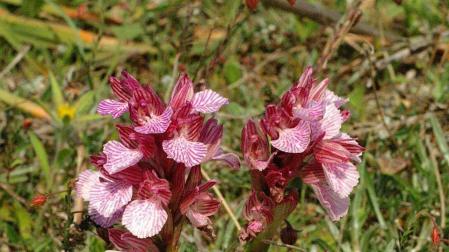 Flores que buscan hasta los turistas